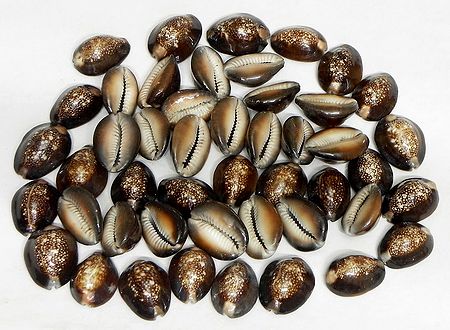 Snake Head Cowries for Decoration