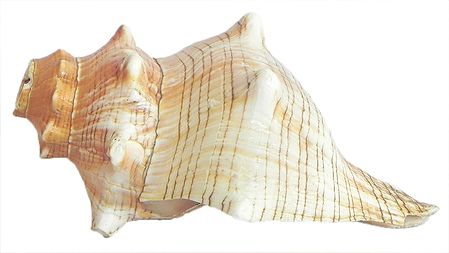 Striped Fox Shell for Decoration