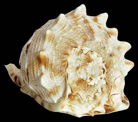 Conch for Decoration