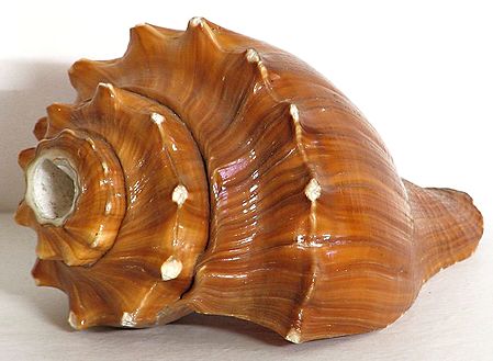 Sea Shell for Decoration