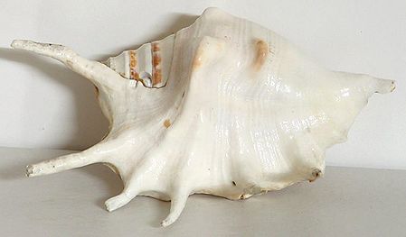 Sea Shell for Decoration