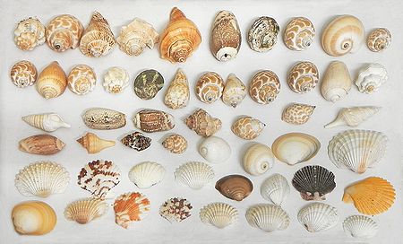 Assorted Sea Shells for Decoration