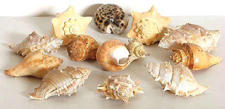 Sea Shells for Decoration