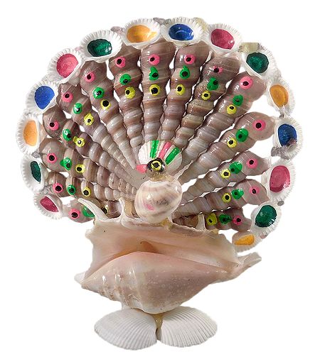 Shell Peacock