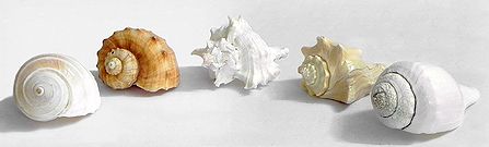 Assorted Sea Shells for Decoration