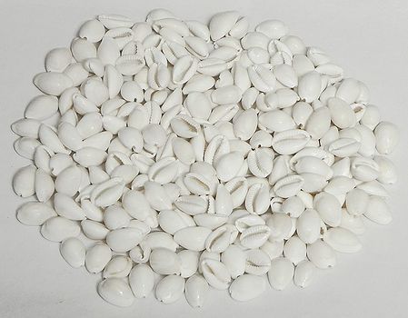 White Small Cowries for Decoration