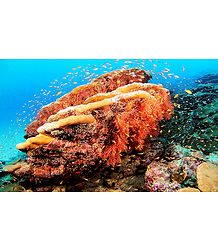 Corals of Lakshadweep