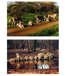 A Group of Lions - Set of 2 Pictures