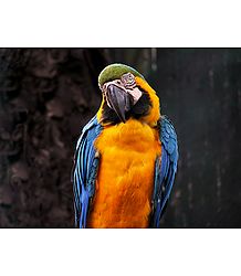 Colorful Parakeet - Photographic Print