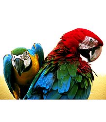 Colorful Parakeets - Photographic Print