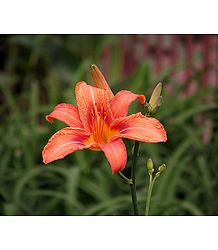 Saffron Lily