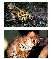 Panther and Rusty Spotted Cat - Set of 2 Postcards