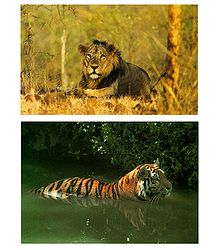 Asiatic Lion and Royal Bengal Tiger - Set of 2 Postcards