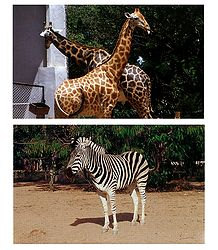 Giraffe and Zebra - Set of 2 Postcards