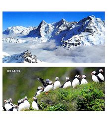 Swiss Alps, Switzerland & Puffin Birds, Iceland - Set of 2 Postcards