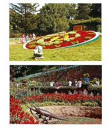 Floral Clock and Botanical Garden, Ooty - Set of 2 Postcards