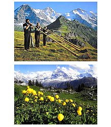 Playing Alphorn and Alpine Garden in Schynige Platte, Switzerland - Set of 2 Postcards