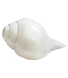 Blow Conch