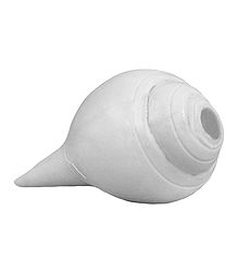 Blow Conch - Shell