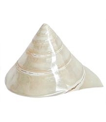 Mother of Pearl Shell for Decoration
