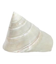 Mother of Pearl Shell for Decoration