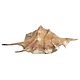 Common Spider Conch Sea Shell for Decoration