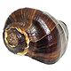 Brown Conch Sea Shell for Decoration