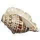 Queen Conch Sea Shell for Decoration
