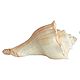 Winding Stair Sea Shell for Decoration