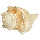 Winding Stair Sea Shell for Decoration
